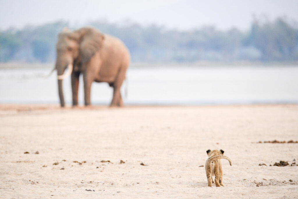 Mana Pools National Park | Exploring Zimbabwe’s Wilderness Jewel