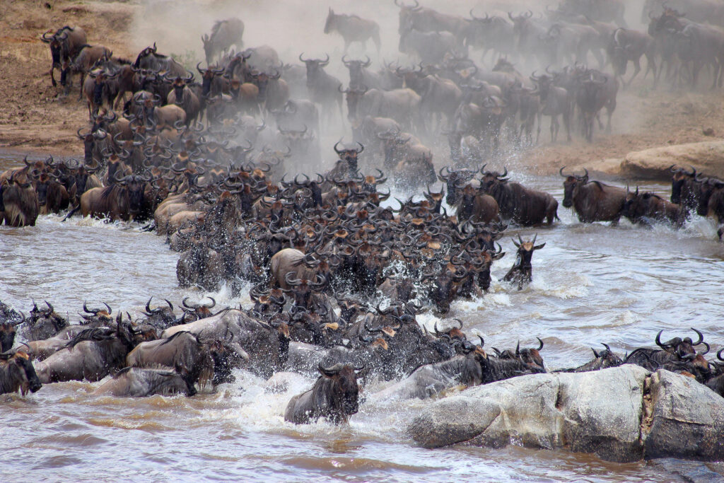 The Great Wildebeest Migration | Witnessing Nature’s Spectacular Journey in Africa